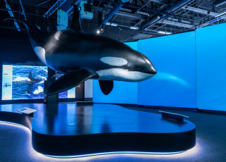 A life-size replica of a Orca