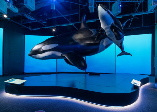 A life-size replica of a mother orca with her calf