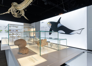 An exhibition photo shows a display of a orca brain and skeleton