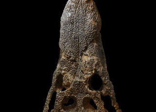 A fossilized crocodylomorph head against a black background