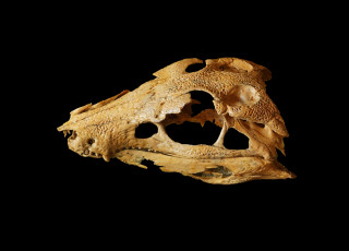 A fossilized crocodylian skull against a black background 