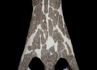 A fossilized crocodylian skull against a black background 