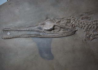 A fossilized crocodylian embedded in rock