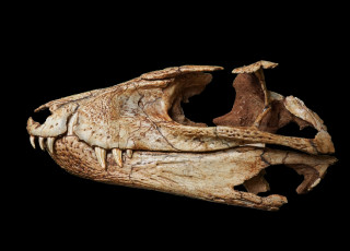 A fossilized crocodylian skull against a black background 