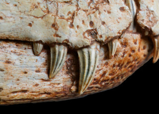 A close up of a row of teeth on a crocodylian skull