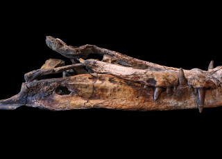 A fossilized crocodylian skull against a black background 