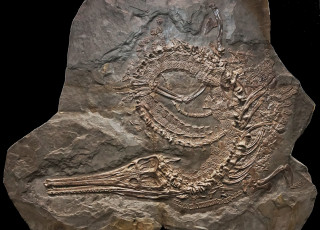 A fossilized crocodylian embedded in a rock