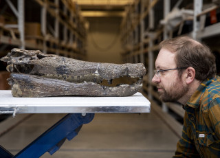 A man is face to face with a large fossilized crocodylian skull