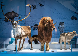 taxidermy display of a caribou, a musk ox, and a wolf 