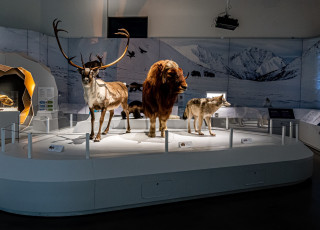 A taxidermy display of a caribou, musk ox, and wolf. 