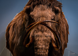 A 2D display of a mammoth with 3D casts of tusks