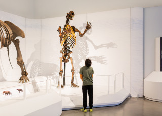 a young child looks up at a standing cave bear skeleton