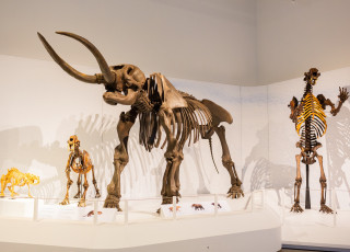 Skeleton displays of a smiledon and a mastadon