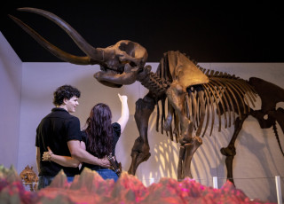 2 people look and point to a mastadon skeleton