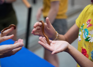 Two hands hold a long centipede