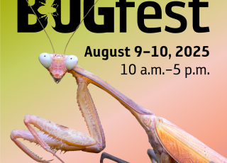 A colorful praying mantis stands before a BugFest graphic