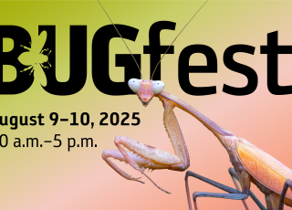 A colorful praying mantis stands before a BugFest graphic