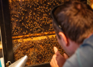 A man looks and points into a beehive