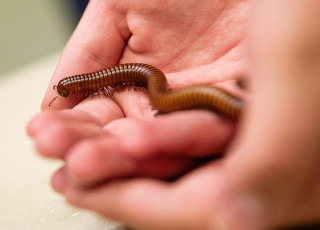 Two hands hold a centipede