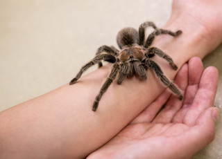 A tarantula crawls on someones arm