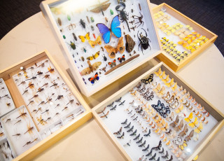 4 drawer displays of an assortment of insects