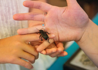 A hand holds a black beetle