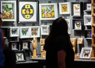 The silhouette of a person standing before a display of butterfly art