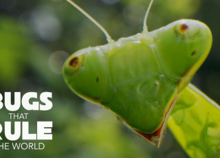 A large praying mantis head with a &#039;Bugs that rule the world&#039; graphic