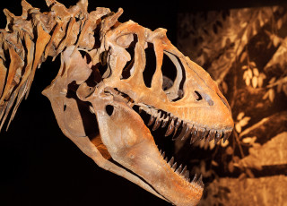 A dinosaur fossil