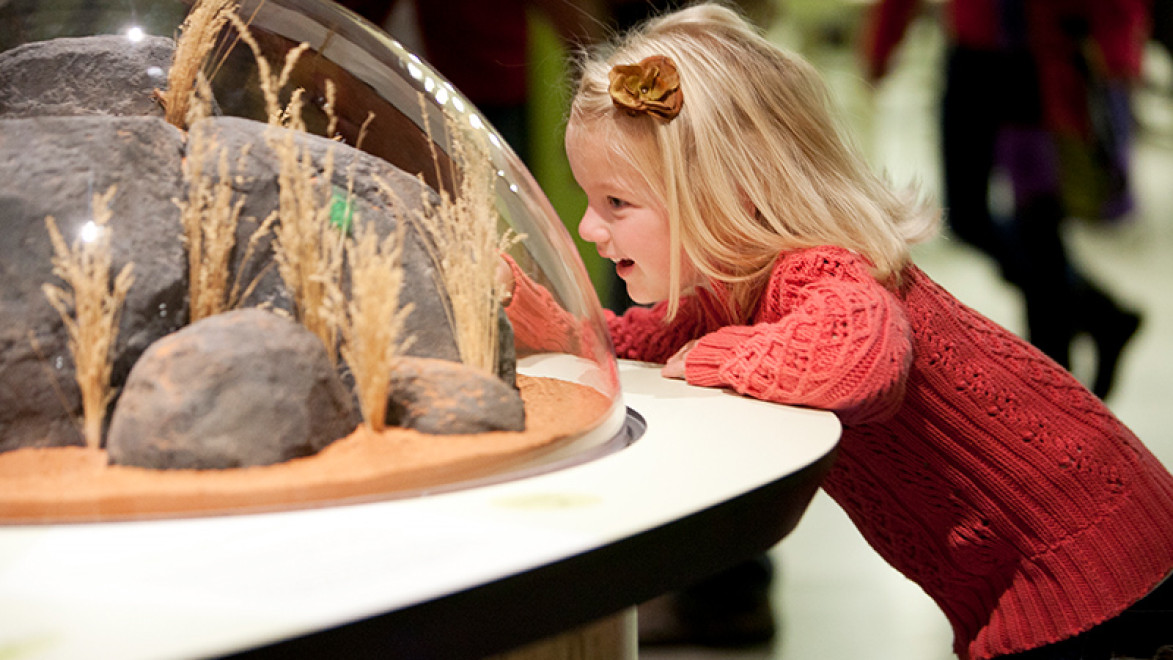 A child examines an exhibit at NHMU.
